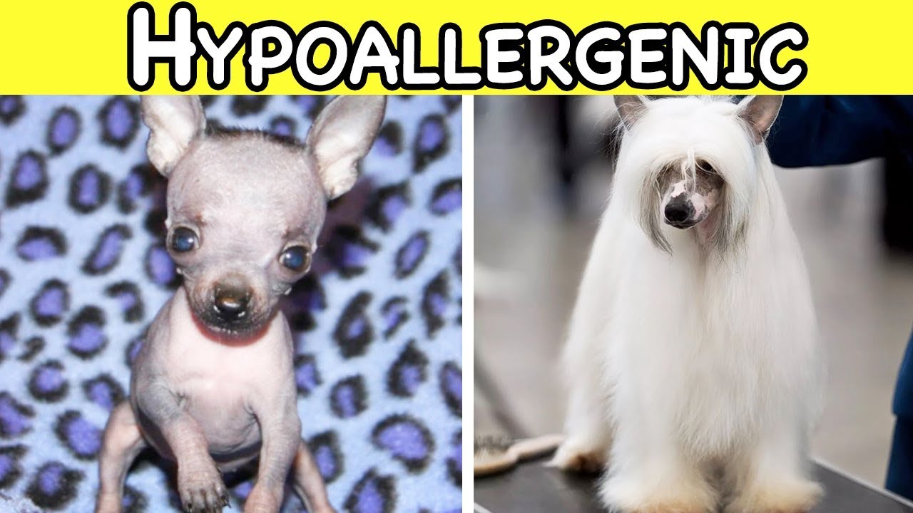 THE BEST HYPOALLERGENIC DOG BREEDS