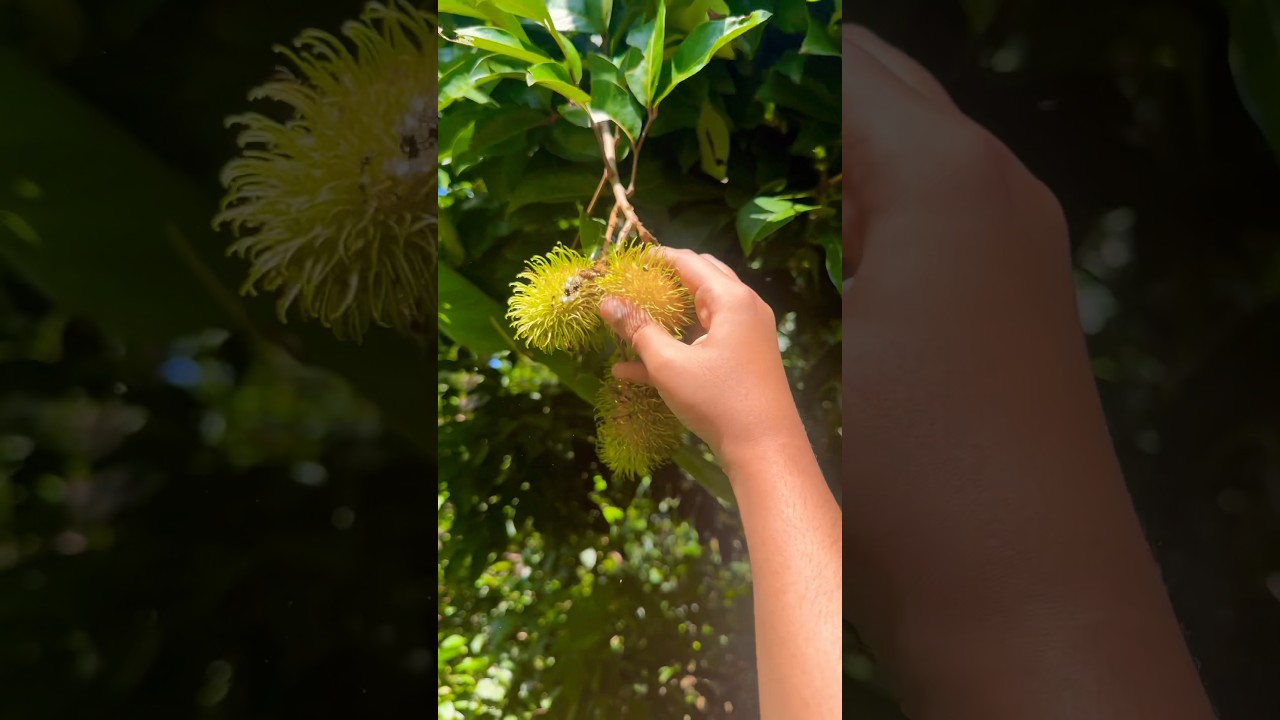 Rambutan season #malayalam #fruit #rambutan #garden #nature #fruitcutting #malluvlogger #