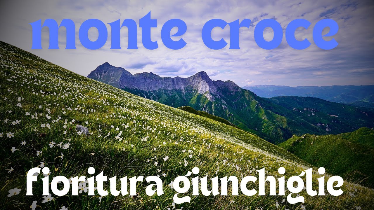 La spettacolare e profumata fioritura delle giunchiglie Alpi Apuane Monte Croce 👨‍🌾💮🌸🌼🧙💮
