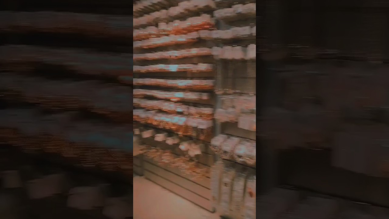 A little glimpse of my day in Colombo 📸 #examdayvlog #shopping#srilankanstudent#music