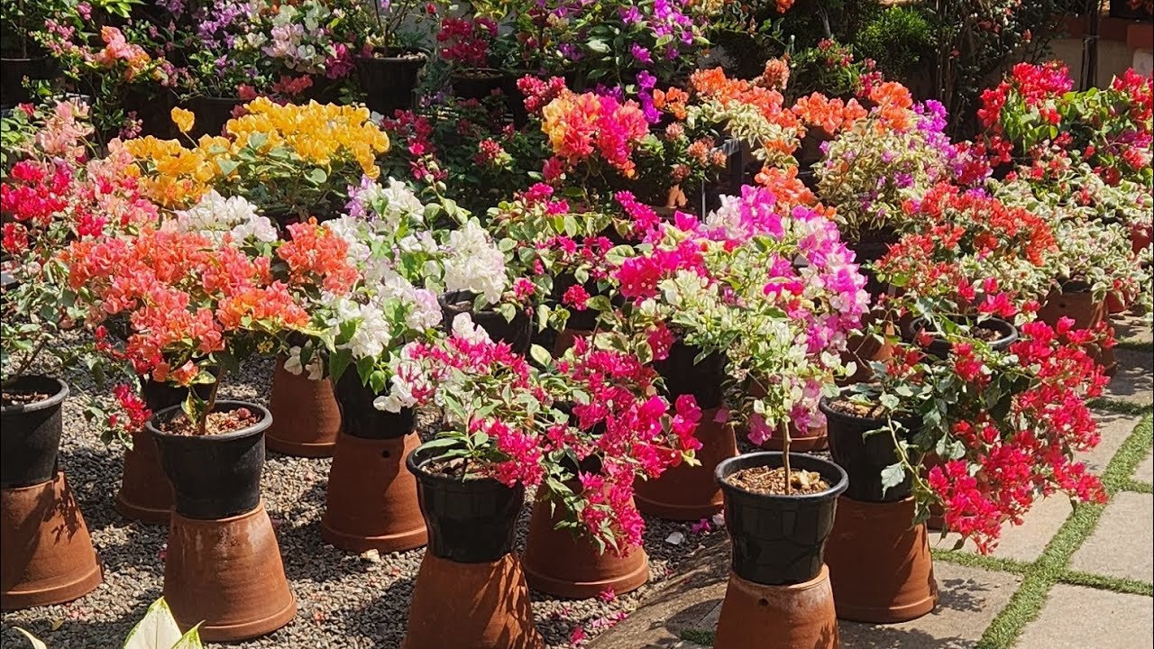 My bougies...Bougainvillea  Small cover size plants available..WhatsApp  9497632161
