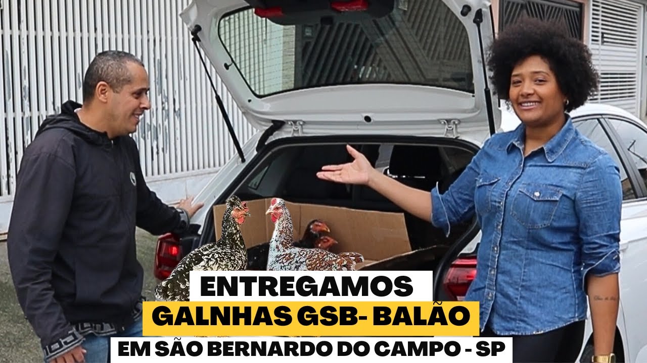 Galinhas GSB BALÃO em São Paulo (Galinha Sertaneja Balão de Baixa Grande)