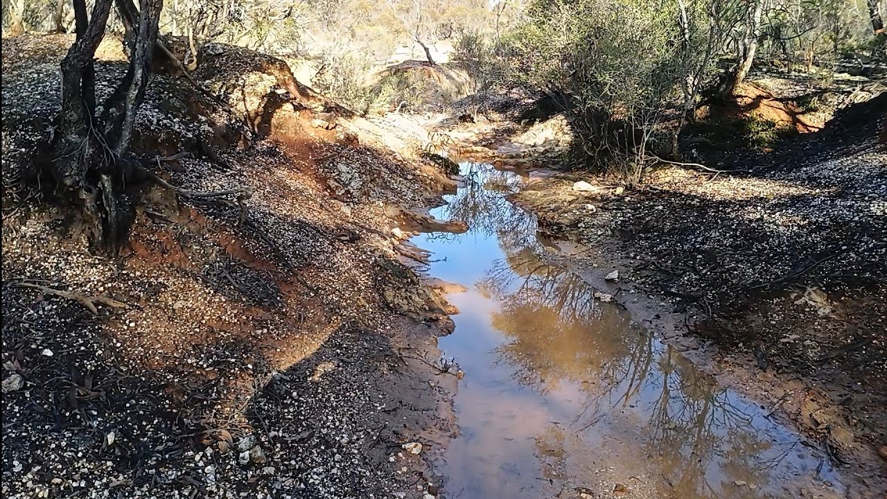 Gold specy's found at the Whipstick #gold #australia #metaldetecting