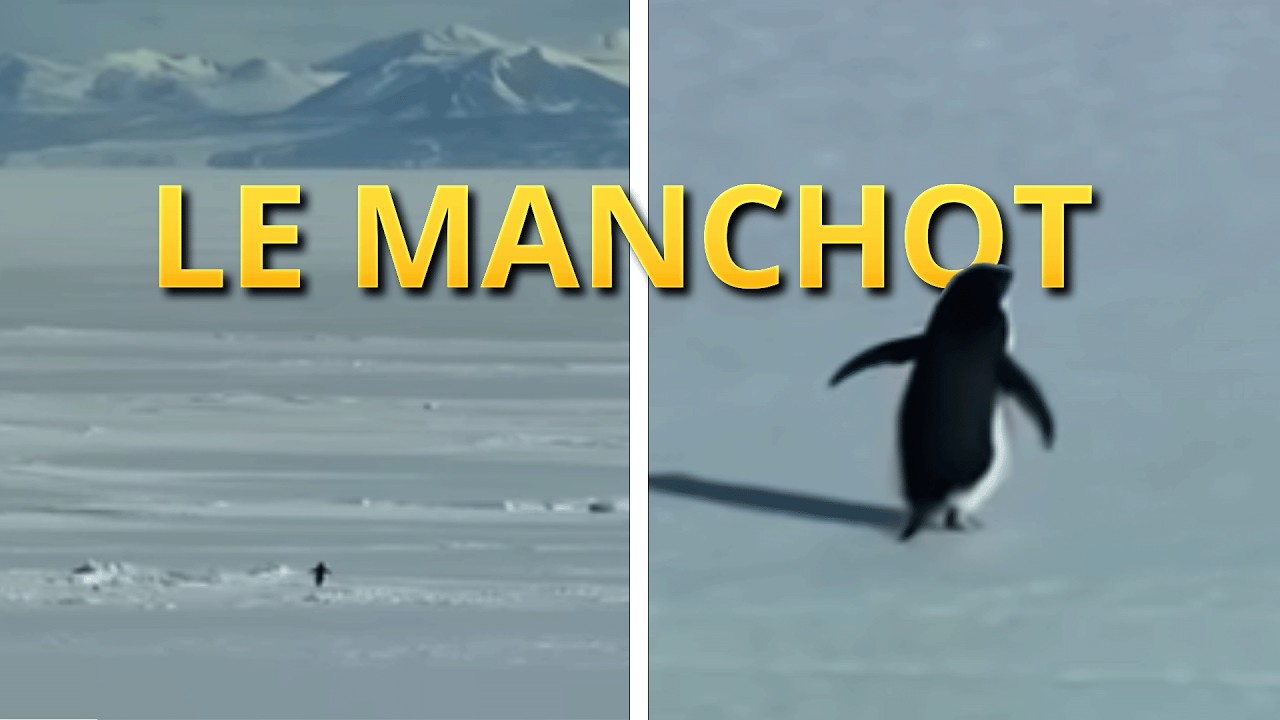 pourquoi le manchot va vers les montagnes