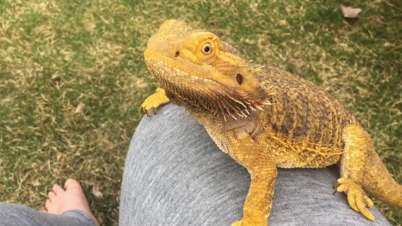 ANGRY BEARDED DRAGON