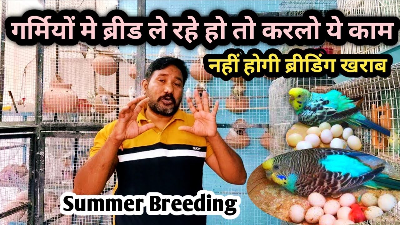 How To Austrelian Parrot Successful Breed In Summer Season // budgies parrot summer breeding tips