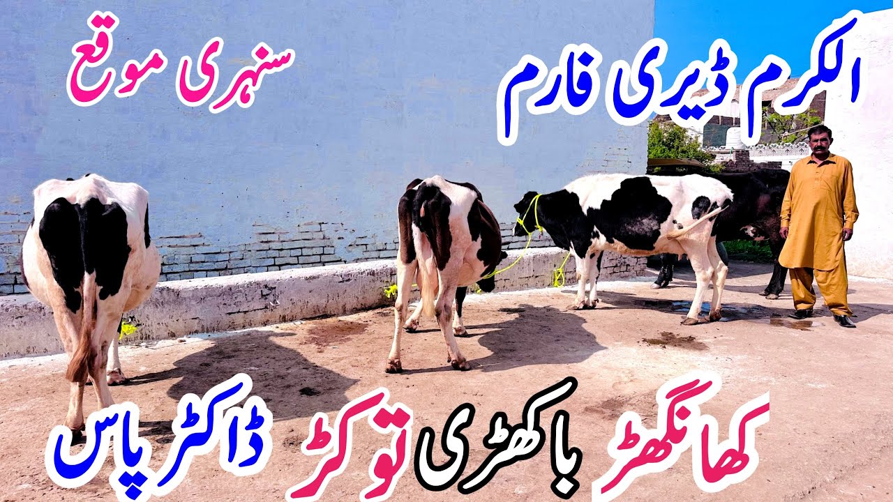 Alkaram Dairy Farm | Australian Friesian Cows | Khangher Cows | Bismillah best | 12 March 2025