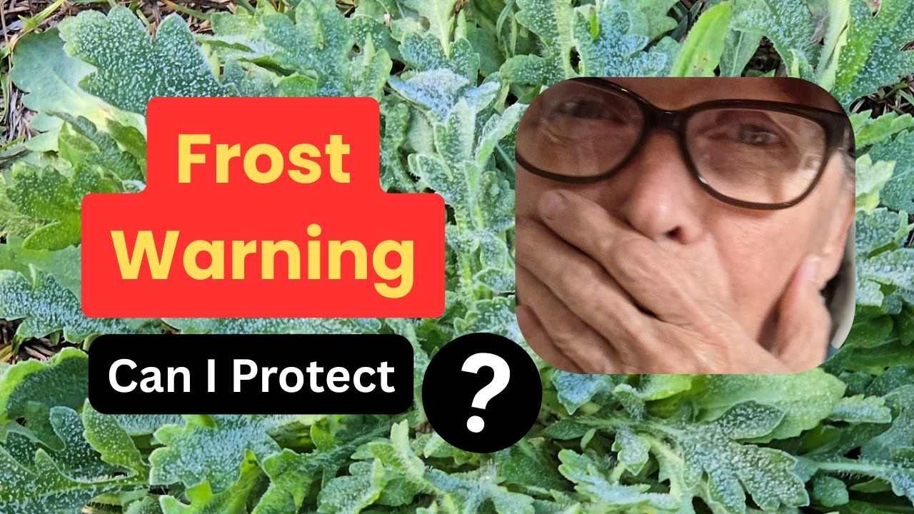 Frost Warning for Southern Gardeners - Plant Protection Tips