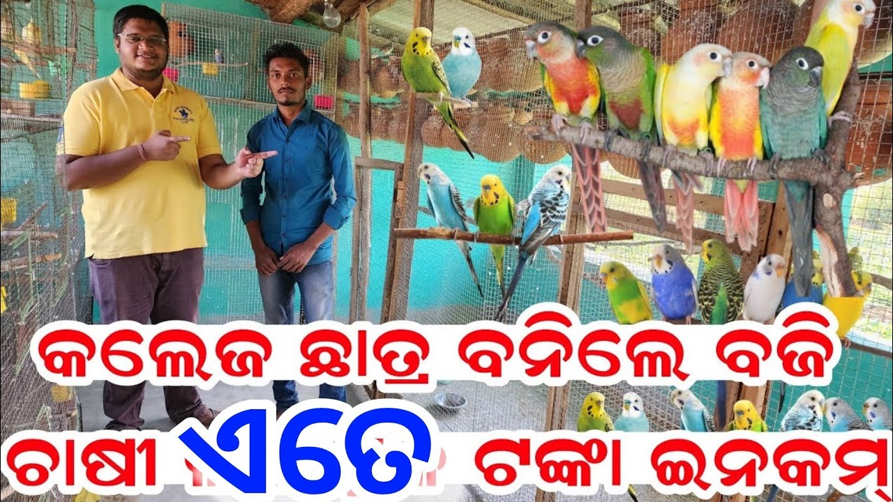 Budgie, Cocktail, Sun Conure, Java bird farming low investment heavy profit full details Odisha