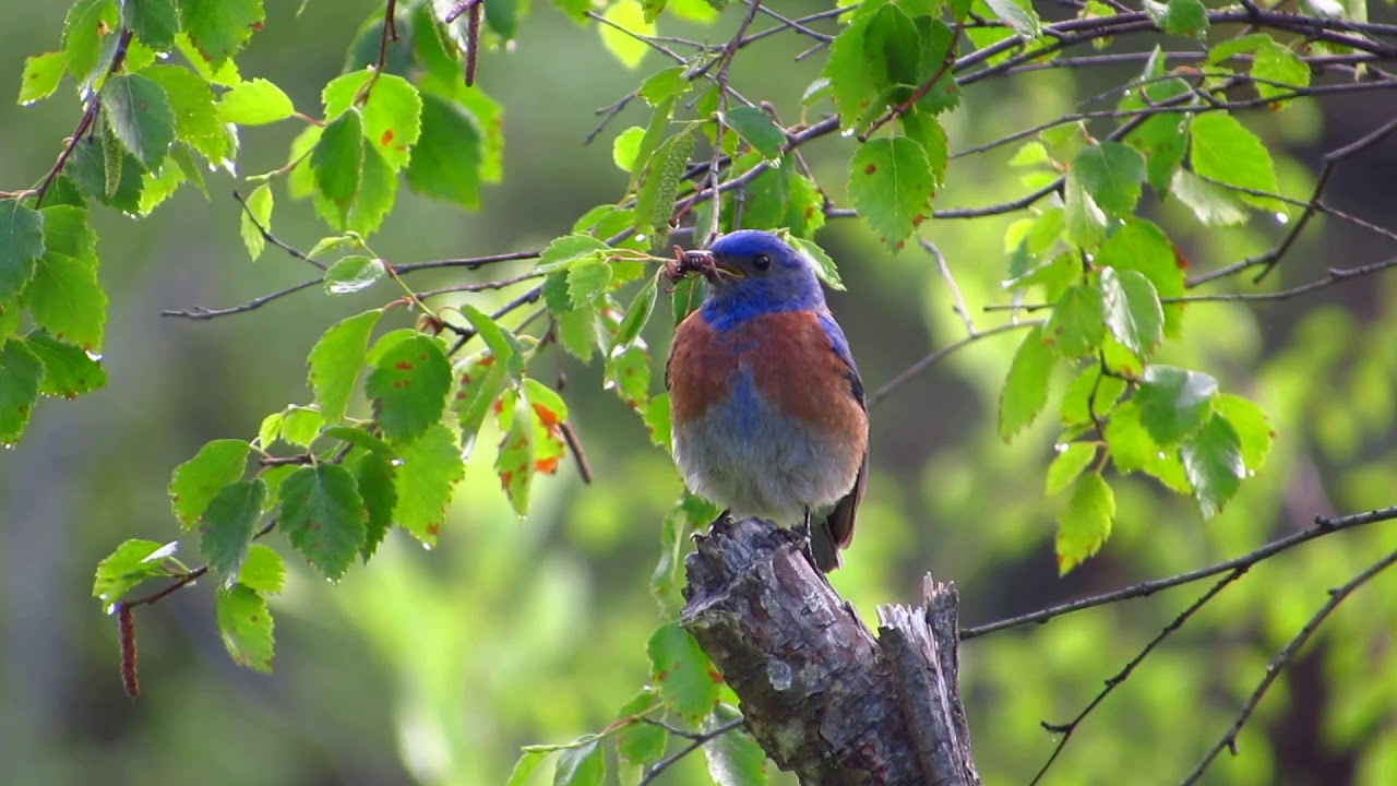 Western Bluebird