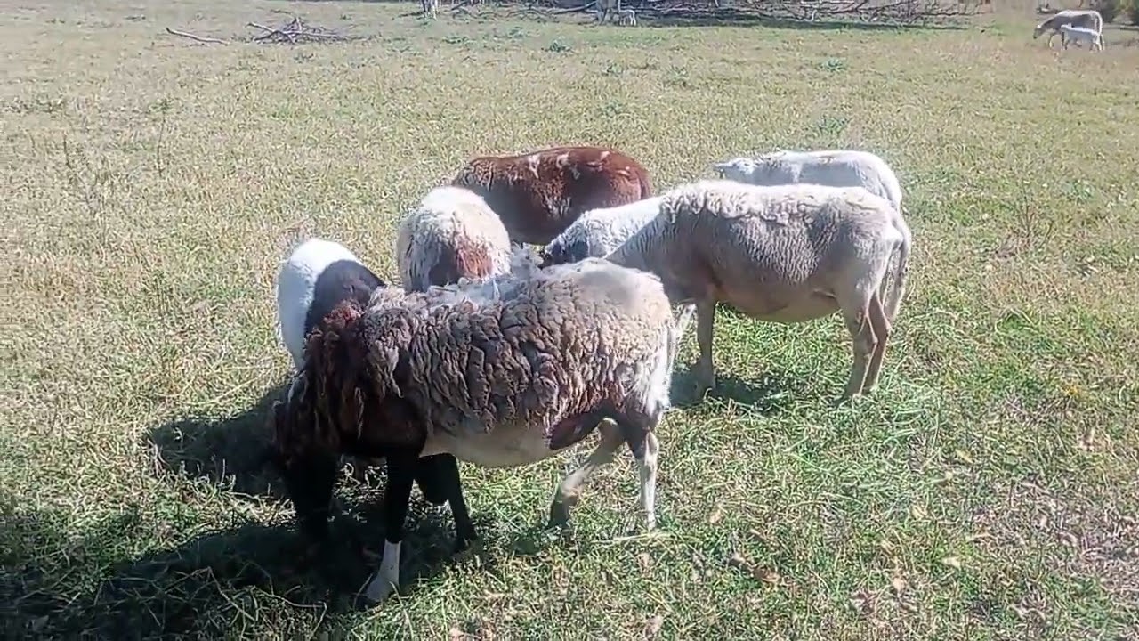 Nuestros borregos ya los en cerraremos   los sementales pelifok 🐏🐑