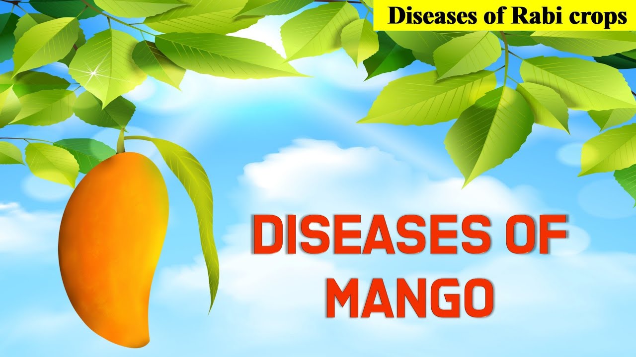 Diseases of Mango | आम में लगने वाली बीमारियां