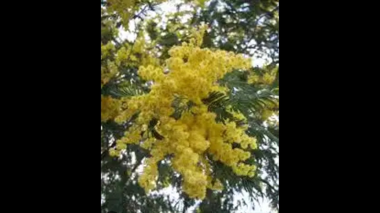 🌟/#live  donne 👩. È arrivato l arrotino 🤣#humor #funny #youtube #reel #reels