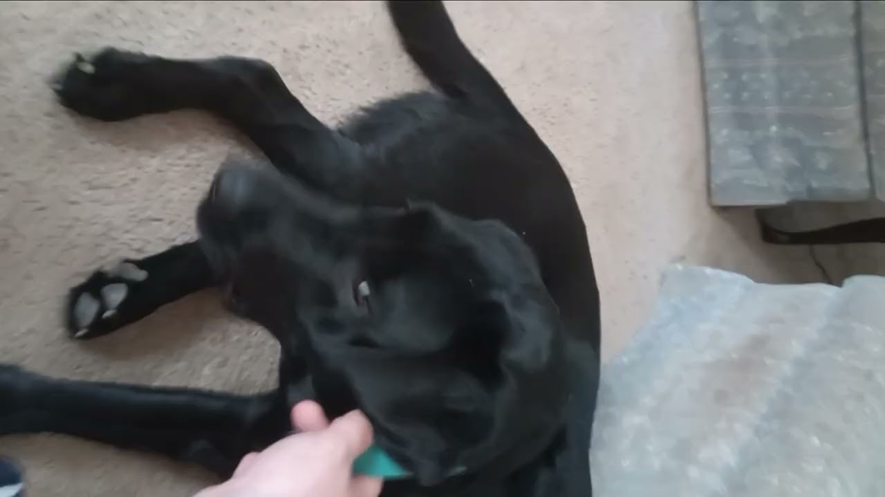 Andrew bothering the dog 
