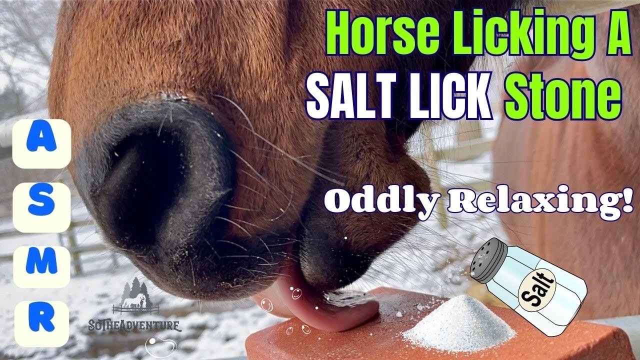 Horse LICKING A SALT LICK Stone ASMR😋 Oddly Relaxing Horse Sounds / Horse Care