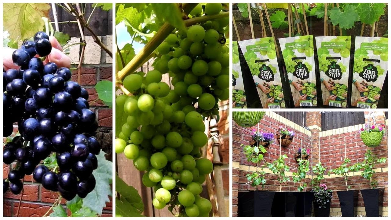 How To Grow Grapes In Your Garden - Grow Grapes in a pot