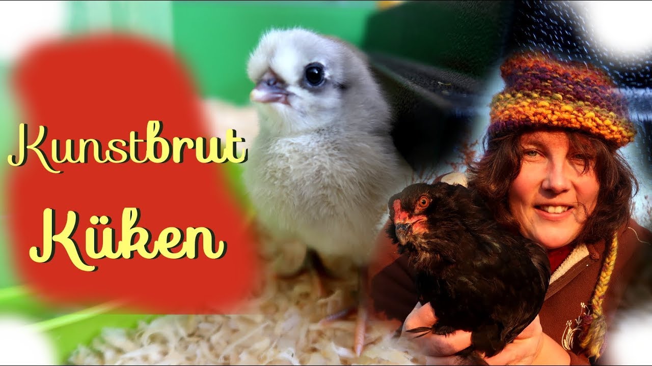 Kunstbrut 🐥 K&uuml;ken ausbr&uuml;ten mit dem Brutautomaten