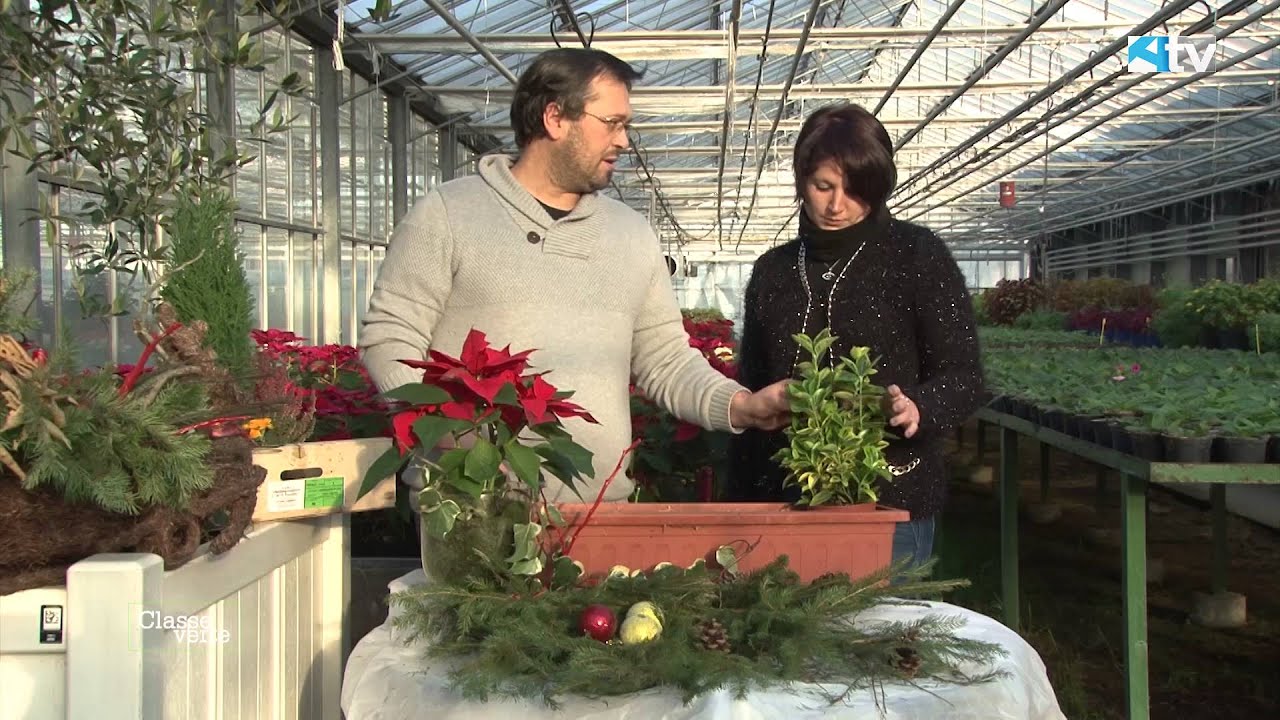 Classe verte : La conservation des poinsettias et la réalisation d'une jardinière d'hiver