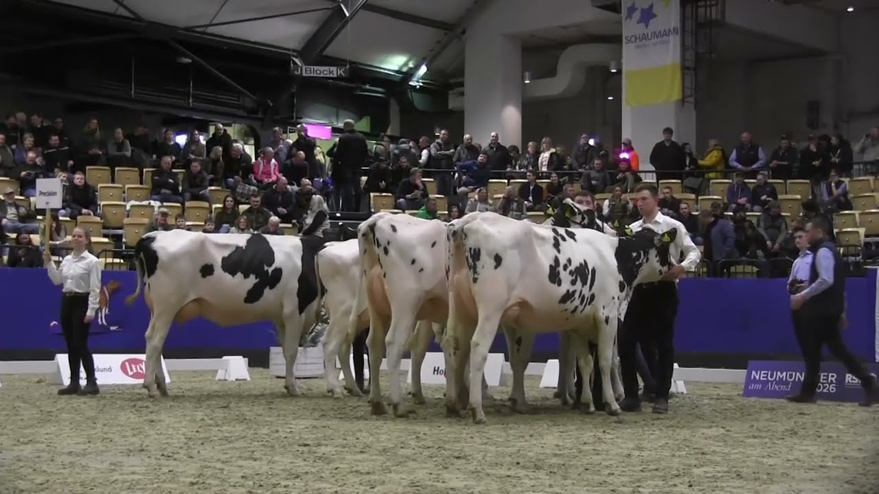 2026 02 05 CATTLE Neumünster am Abend 2026 03