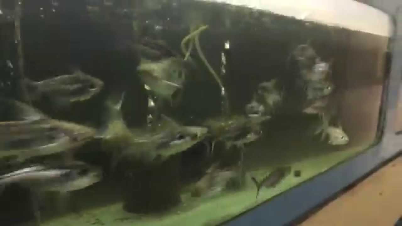 Black Ear Pangasius Catfish, Excited for Food!