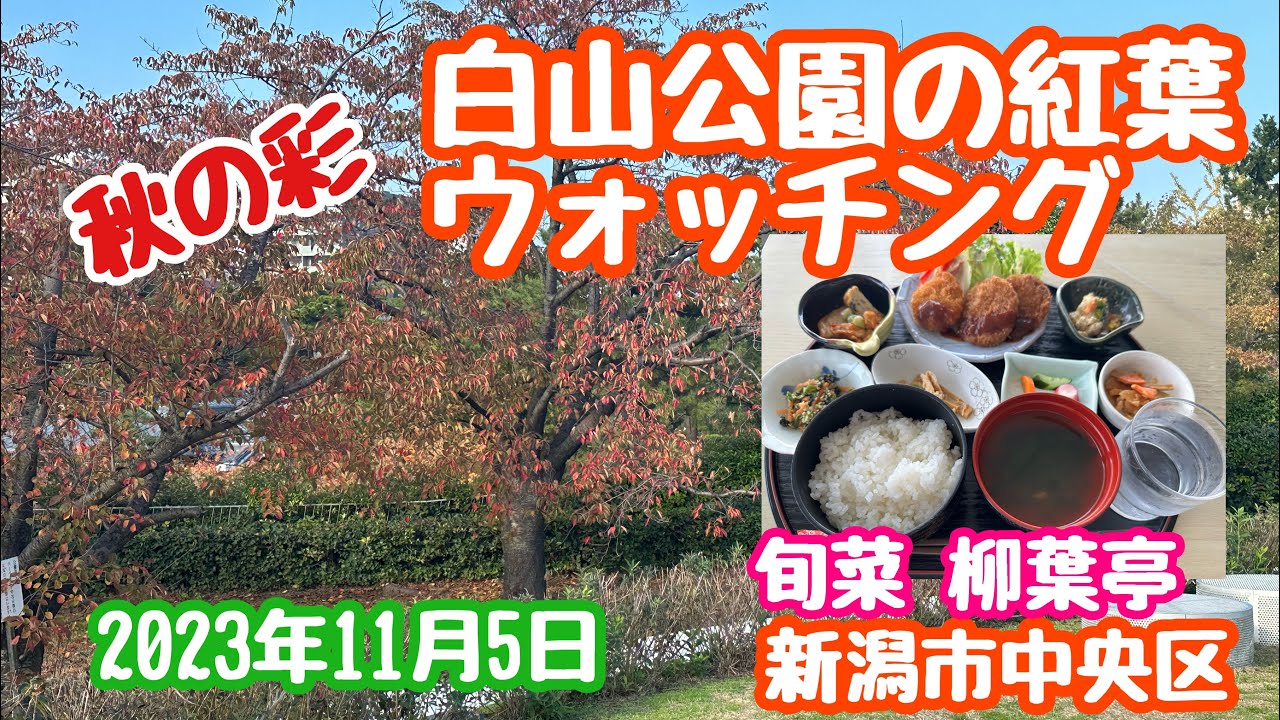 2023年11月5日 白山公園の紅葉 ほぼピーク りゅーとぴあ周辺と桜並木 柳葉亭で食事 新潟市中央区