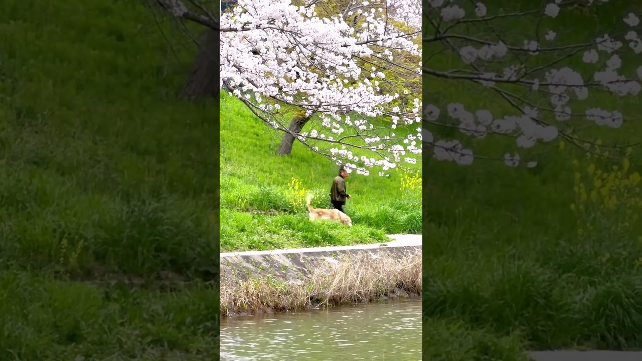 Sakura matsuri 