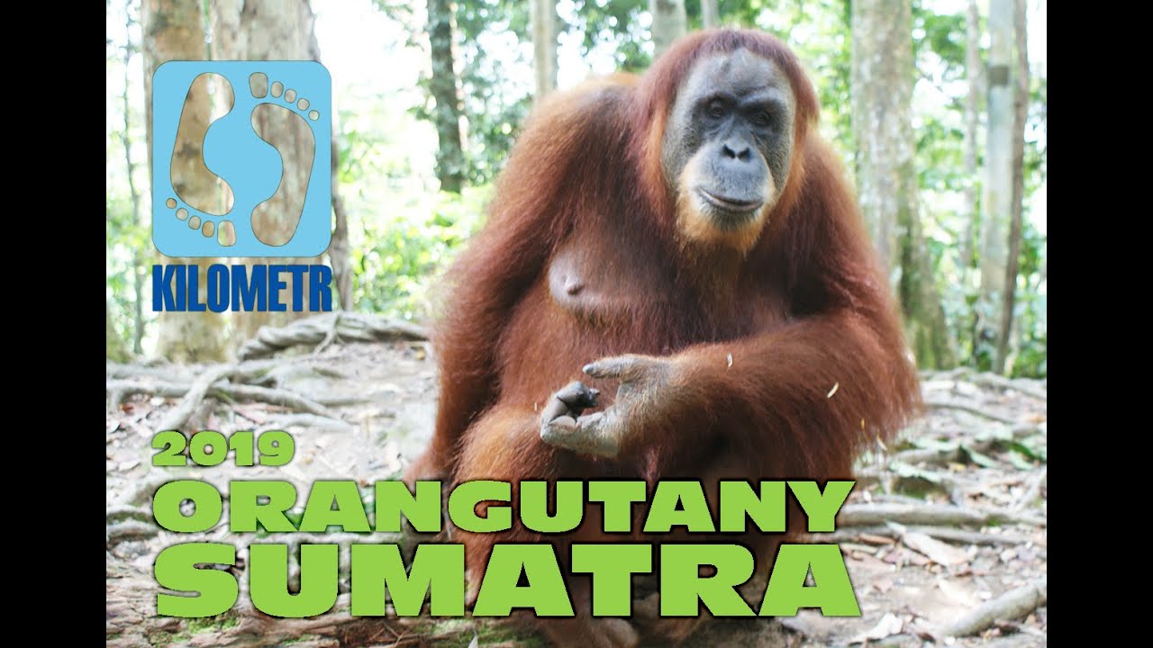 orangutany na Sumatrze / orangutans in Sumatra