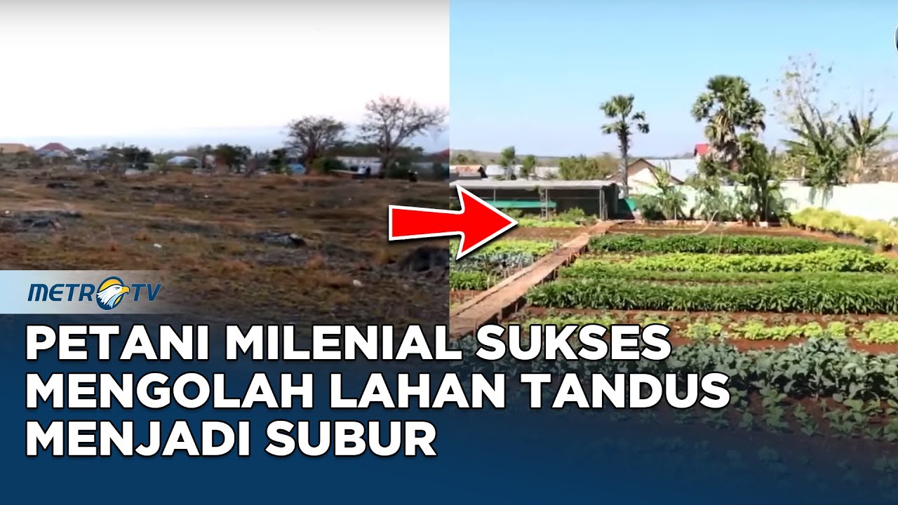 Petani Milenial Yang Sukses Mengolah Lahan Tandus Bebatuan dan Susah Air Jadi Subur #KICKANDY