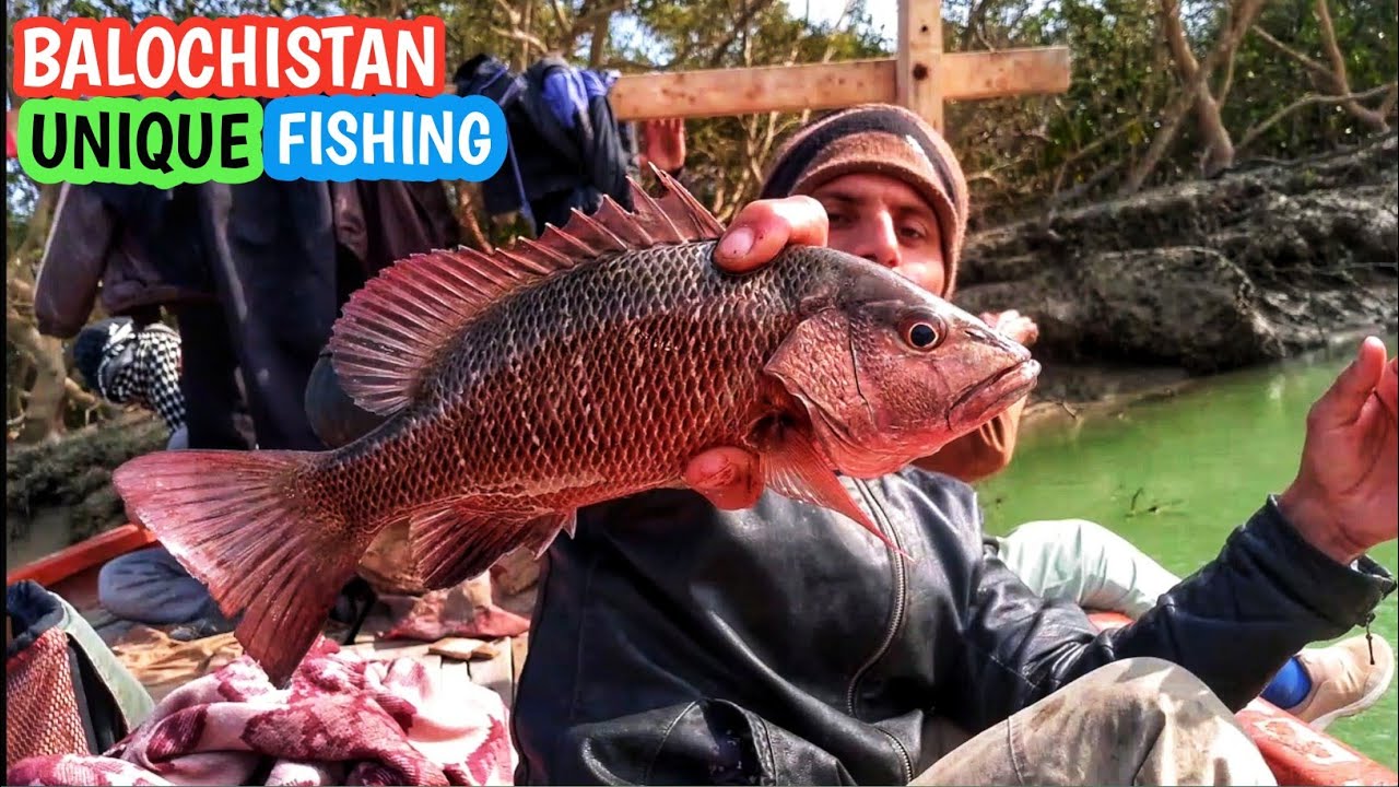 Fishing for mangrove jack fish  catching skills handline fishing video amazing fishing 