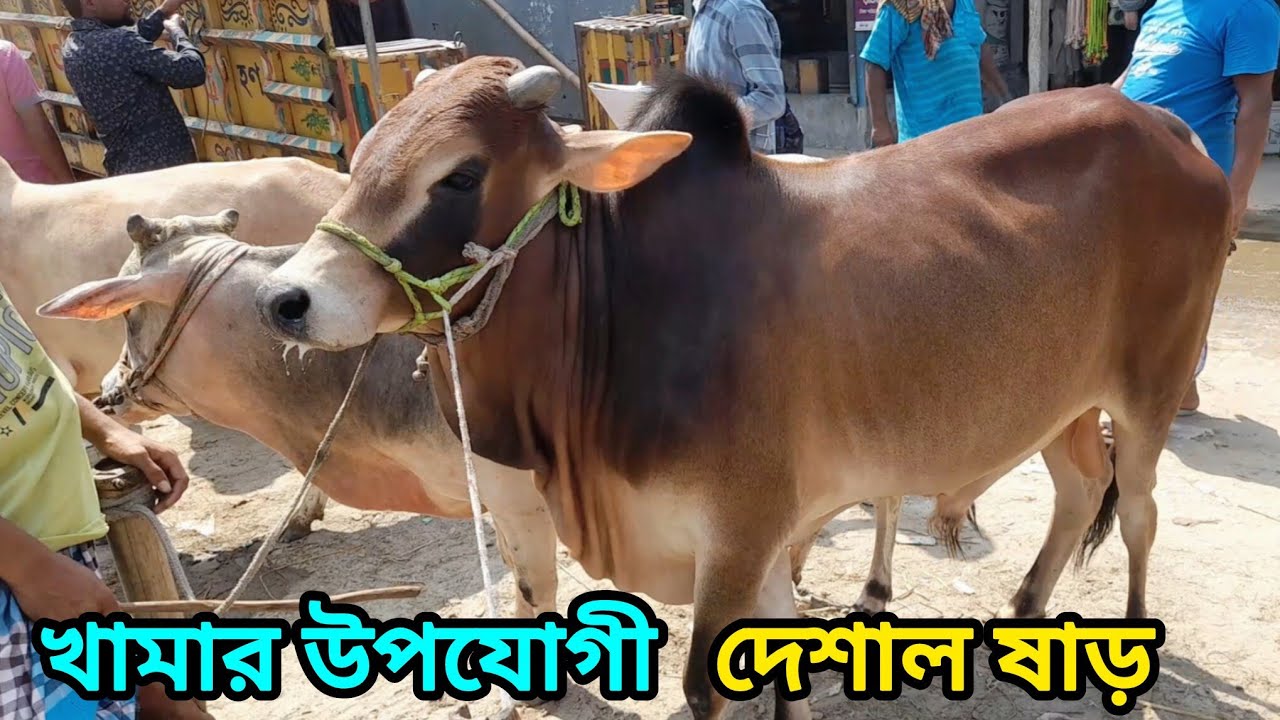 বসুনিয়া গরুর হাটে দেশায় ষাঁড় গরু প্রচুর আমদানি ক্রেতা নেই হাটে আজকের বাজার। Cow Bajar । 