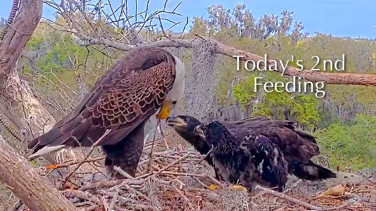 #375🦅Brutus🐥54° & Peanut🐥49°／Winter Park Eagle Nest 2026／Against All Odds:One-Eyed Mom／Wink💗Atlas