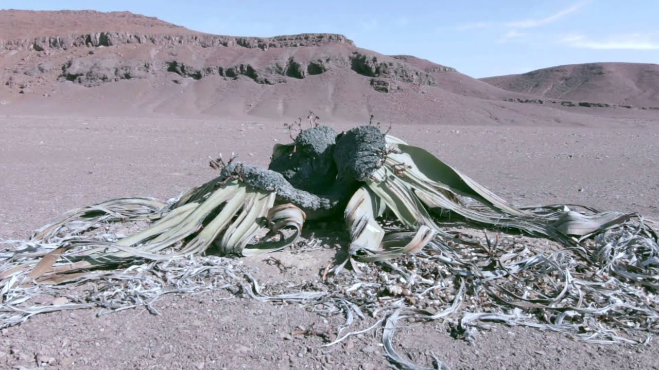 Skelettküste - NAMIBIA