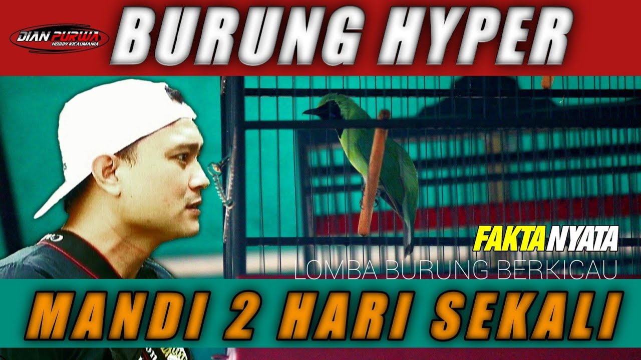 STABILKAN HYPER ❗CUCAK IJO SUDAH KETEMU SETTINGANNYA MANDI,JGN SERING DIRUBAH||KICAUMANIA