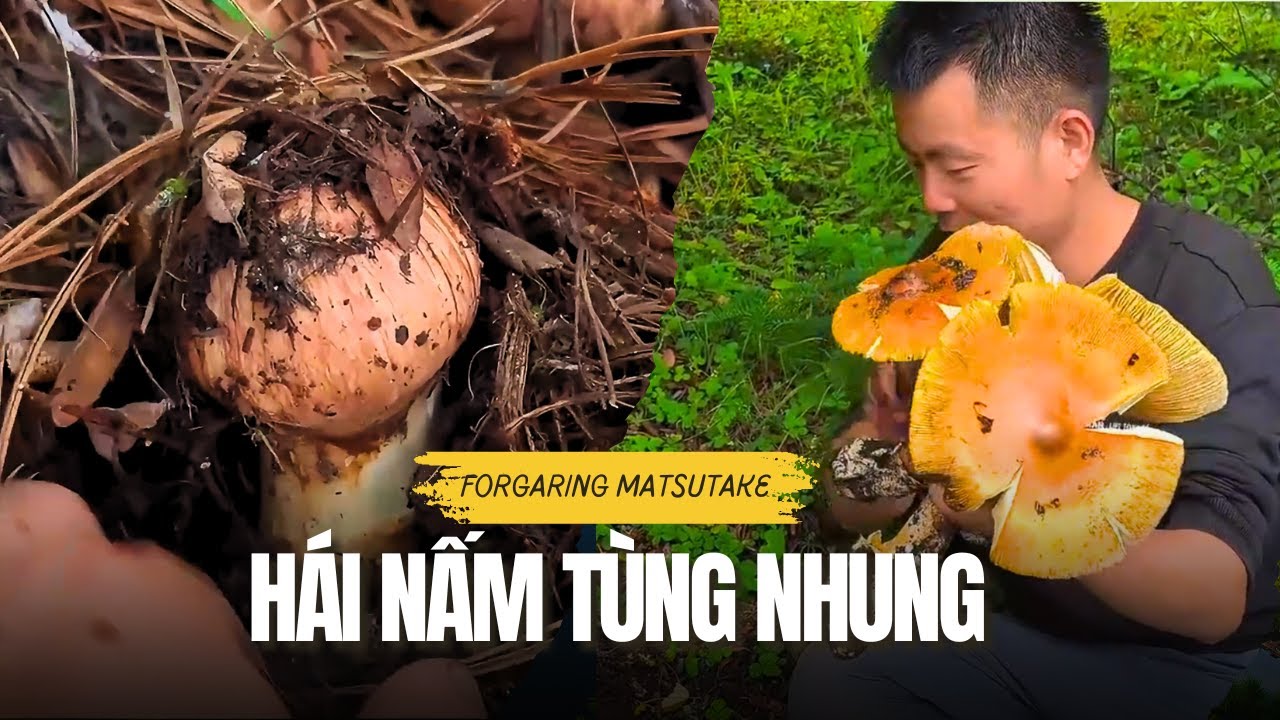 Một Mình Vào Rừng Săn Nấm Tùng Nhung – Gặp Toàn Hàng Cực Phẩm ! Hái nấm phần 15 Mushroom Foraging