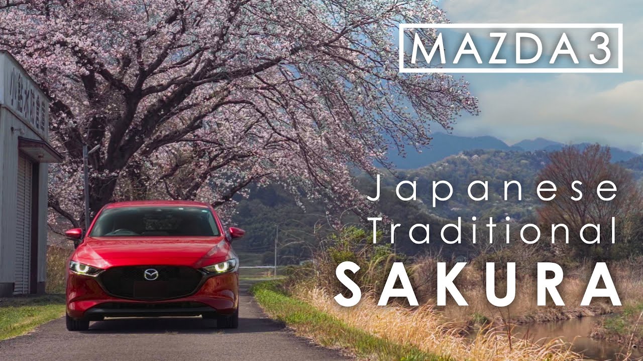 Japanese Cherry blossoms 