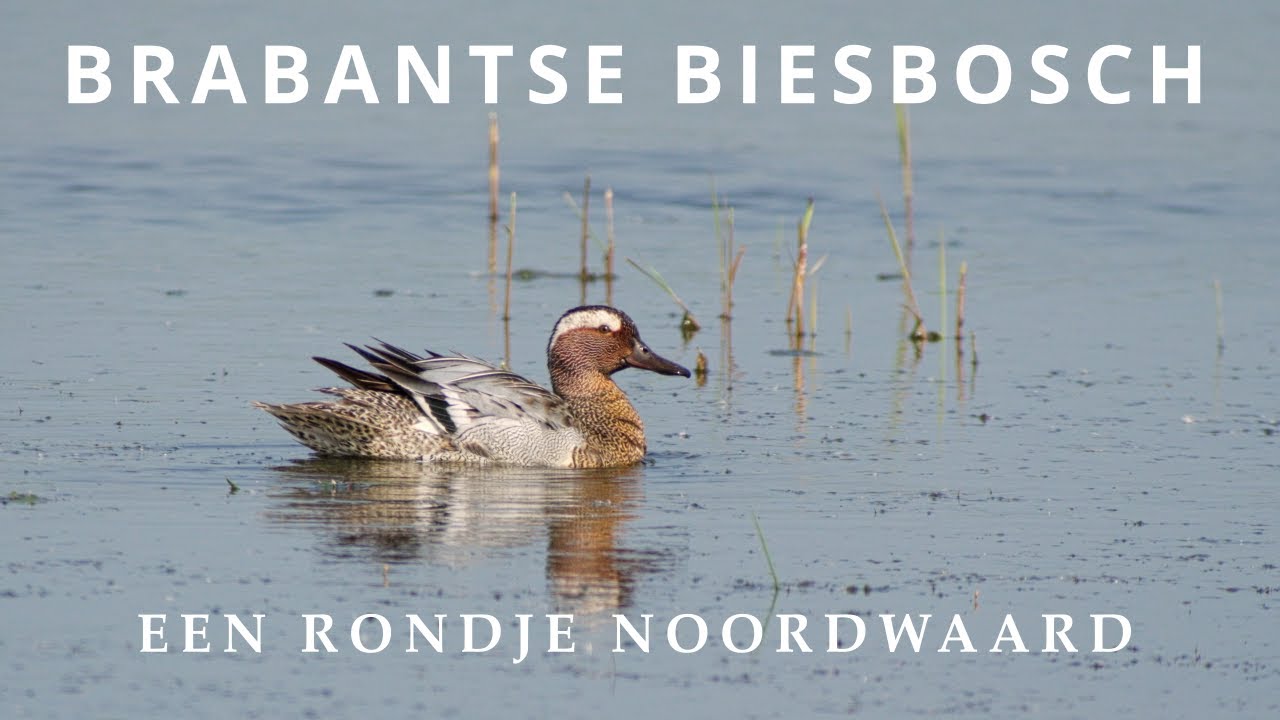 Brabantse Biesbosch - Een rondje Noordwaard