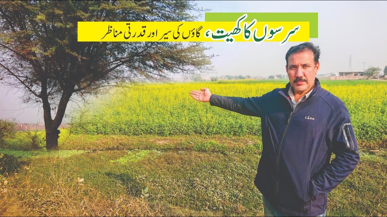 Mustard Field, Village Tour and Natural Views II Sarson Ka Khet, Ghawo Ke Sair Aur Qudrati Manazir