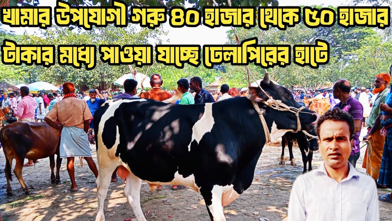 নীলফায়মারী জেলার ঢেলাপিরের হাটে, পর্যাপ্ত পরিমাণ হাটে গরু আছে ক্রেতা নেই! 