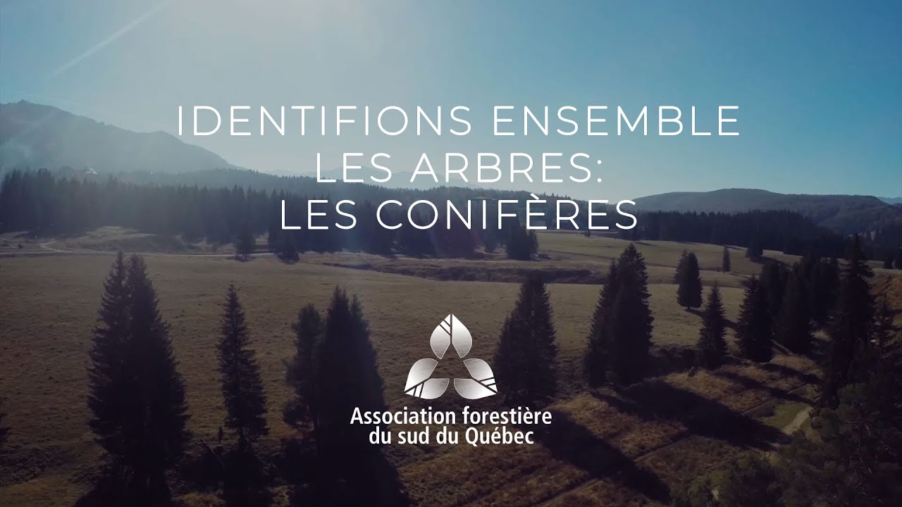 D&eacute;couvrir la for&ecirc;t : Identifions ensemble les conif&egrave;res