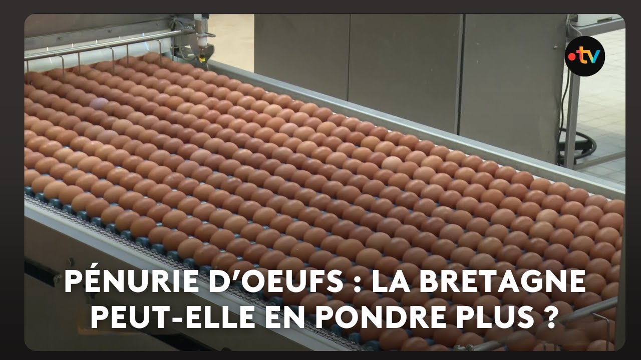 Pénurie d'oeufs : de vraies tensions existent sur le marché