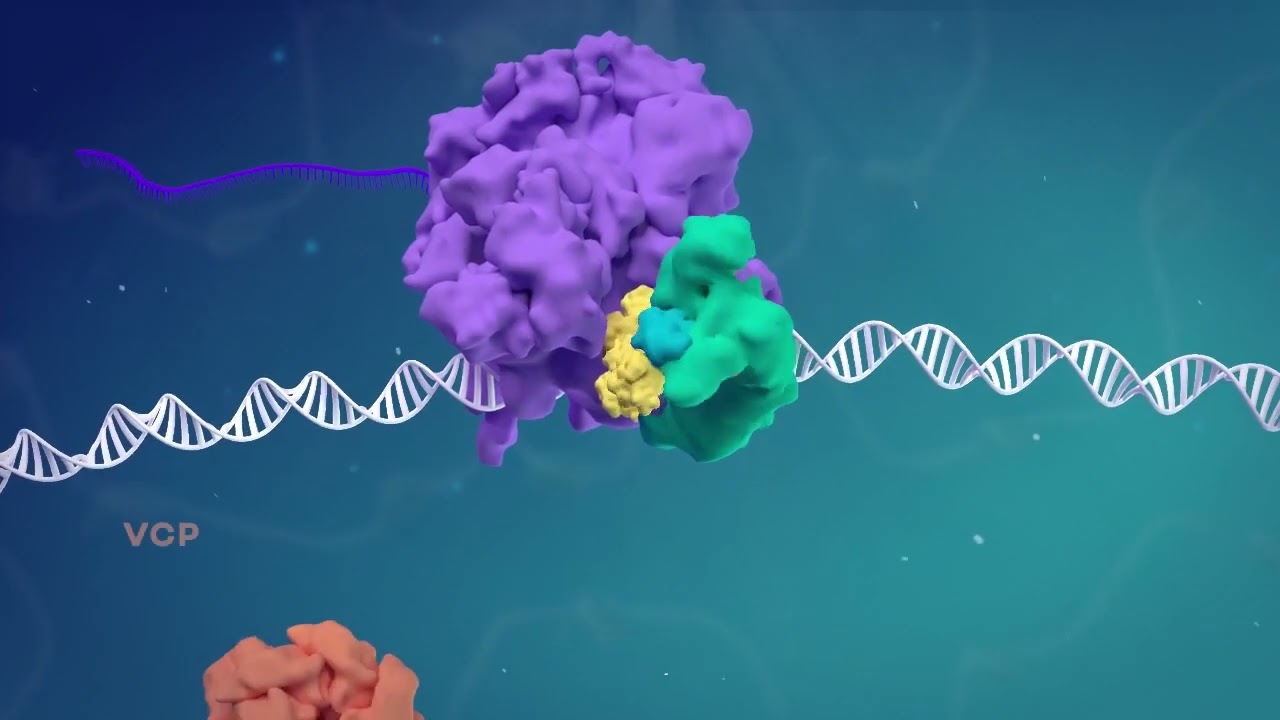 SPT5 regulates RNA polymerase II stability via Cullin 3&ndash;ARMC5 recognition - Narrated by Debbie Irwin
