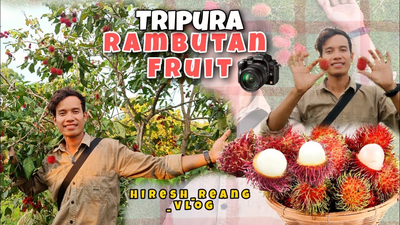 Rambutan Fruit 🍓 In Tripura|| ✌️🤪🫰
