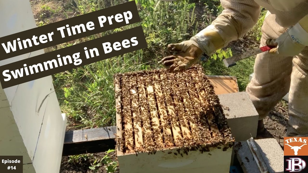 Beginner Beekeeping in Texas Episode 14..Winter Prep Time