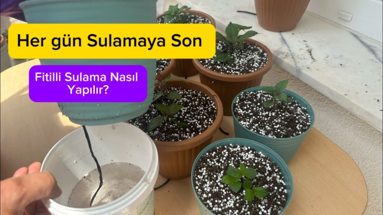 Achimenes Çiçeği Fidelerimin Dikimi Zamanı ve Fitilli Sulama #kağıtçiçeği #achimenes #çiçek #keşfet