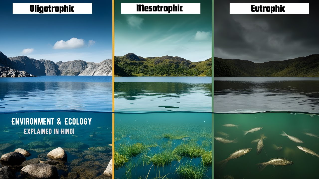 Eutrophication | ECOLOGY EXPERT Shares Top Tips for Identifying Eutrophic Lakes in Hindi