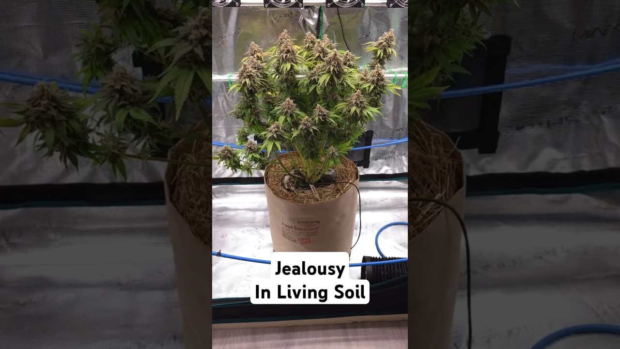 Jealousy Strain in Living Soil von Couple of Plants - Kundenvideo - 100% organischer Anbau