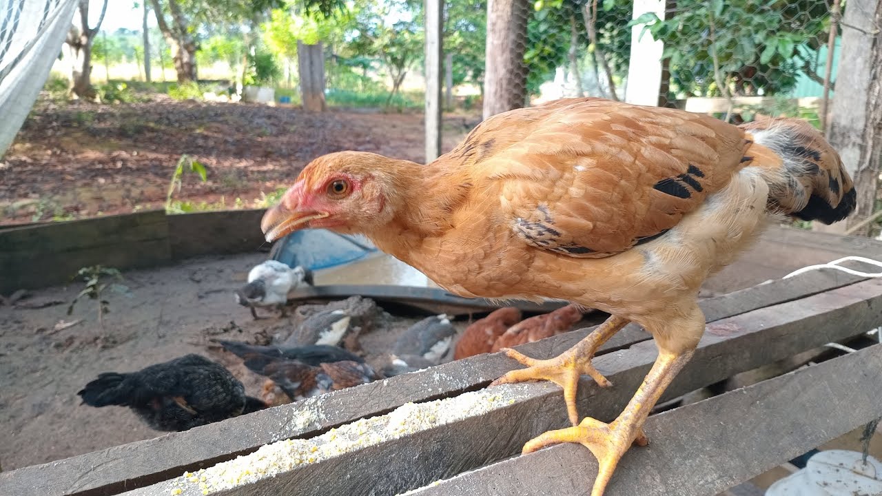 Como está nossa casa na beira do rio? Acompanha aí 😉