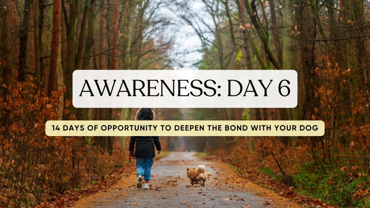 Awareness DAY 6 | 14 days of opportunity to deepen the bond with your dog