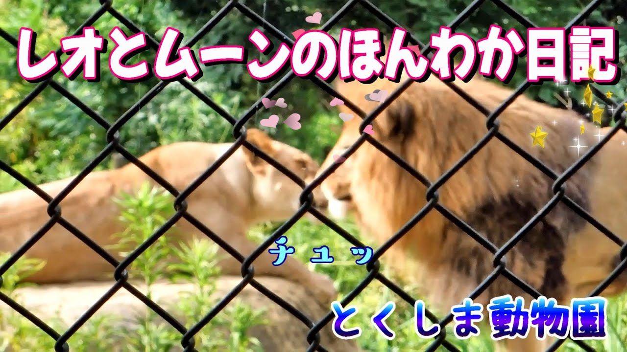 【2022.7.7 とくしま動物園】レオとムーンのほんわか日記💖-Part2-