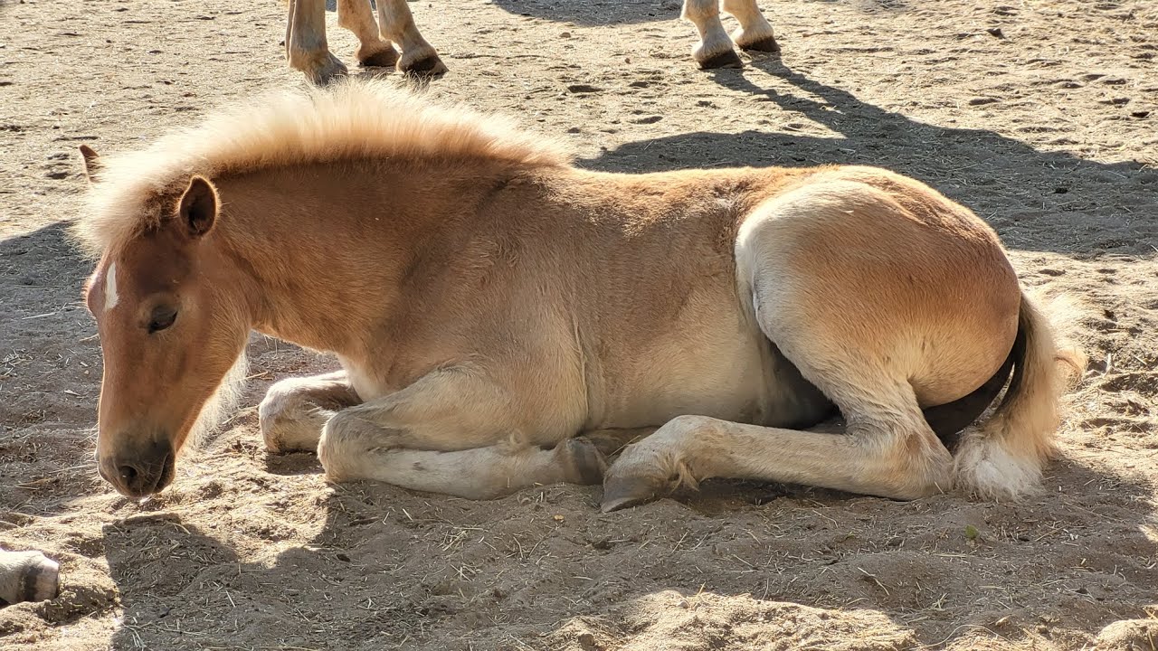 Haflingerhof Noack besuch + Ausritt😊